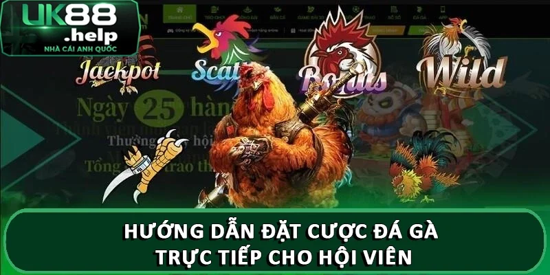 Hướng dẫn đặt cược đá gà trực tiếp tại nhà cái UK88 3 Hướng dẫn đặt cược đá gà trực tiếp cho hội viên